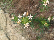 grand collomia (Collomia grandiflora )